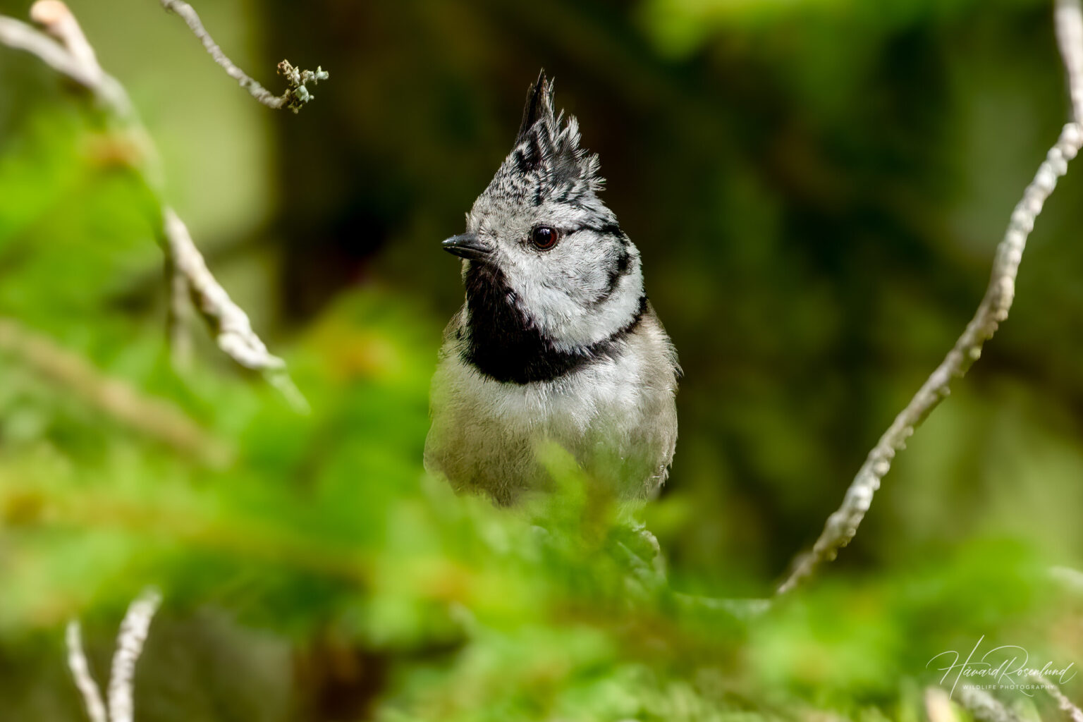 Crested Tit (Lophophanes cristatus) @ Ås, Norway. Photo: Håvard Rosenlund
