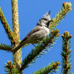 Crested Tit (Lophophanes cristatus) @ Ås, Norway. Photo: Håvard Rosenlund