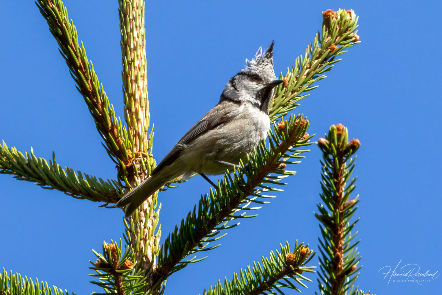 Crested Tit (Lophophanes cristatus) @ Ås, Norway. Photo: Håvard Rosenlund