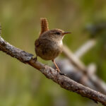 Eurasian Wren (Troglodytes troglodytes) @ Ås, Norway. Photo: Håvard Rosenlund