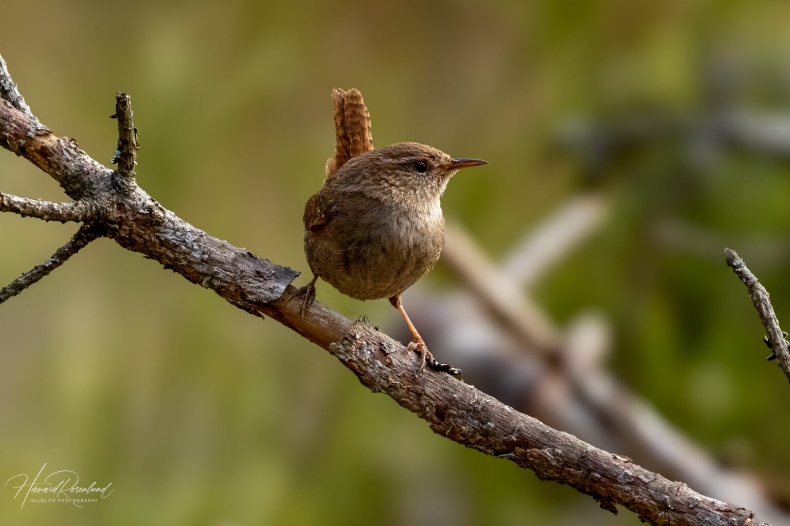 Eurasian Wren (Troglodytes troglodytes) @ Ås, Norway. Photo: Håvard Rosenlund