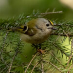 Goldcrest (Regulus regulus) @ Ås, Norway. Photo: Håvard Rosenlund