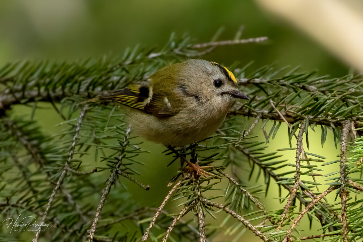 Goldcrest (Regulus regulus) @ Ås, Norway. Photo: Håvard Rosenlund