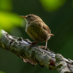 Eurasian Wren (Troglodytes troglodytes) @ Nittedal, Norway. Photo: Håvard Rosenlund
