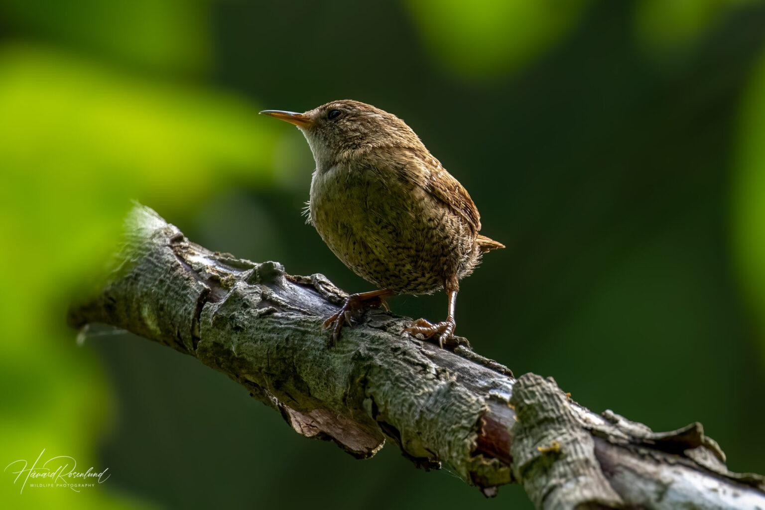 Eurasian Wren (Troglodytes troglodytes) @ Nittedal, Norway. Photo: Håvard Rosenlund