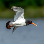Eurasian Oystercatcher (Haematopus ostralegus) @ Gressholmen, Oslo, Norway. Photo: Håvard Rosenlund