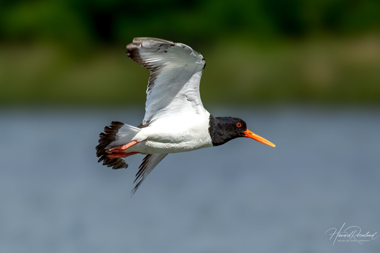 Eurasian Oystercatcher (Haematopus ostralegus) @ Gressholmen, Oslo, Norway. Photo: Håvard Rosenlund