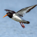 Eurasian Oystercatcher (Haematopus ostralegus) @ Gressholmen, Oslo, Norway. Photo: Håvard Rosenlund