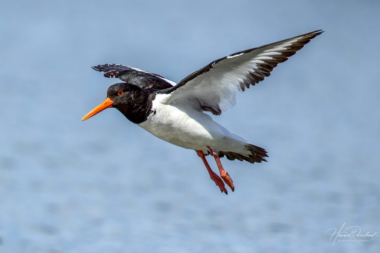 Eurasian Oystercatcher (Haematopus ostralegus) @ Gressholmen, Oslo, Norway. Photo: Håvard Rosenlund