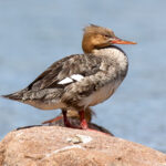 Red-breasted Merganser (Mergus serrator) - Female @ Gressholmen, Oslo, Norway. Photo: Håvard Rosenlund