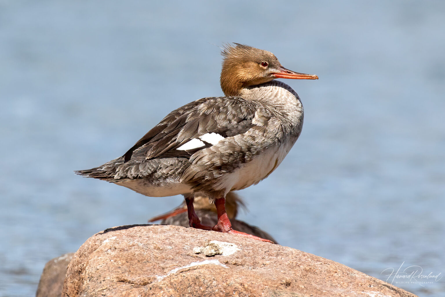 Red-breasted Merganser (Mergus serrator) - Female @ Gressholmen, Oslo, Norway. Photo: Håvard Rosenlund