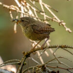Eurasian Wren (Troglodytes troglodytes) @ Nittedal, Norway. Photo: Håvard Rosenlund