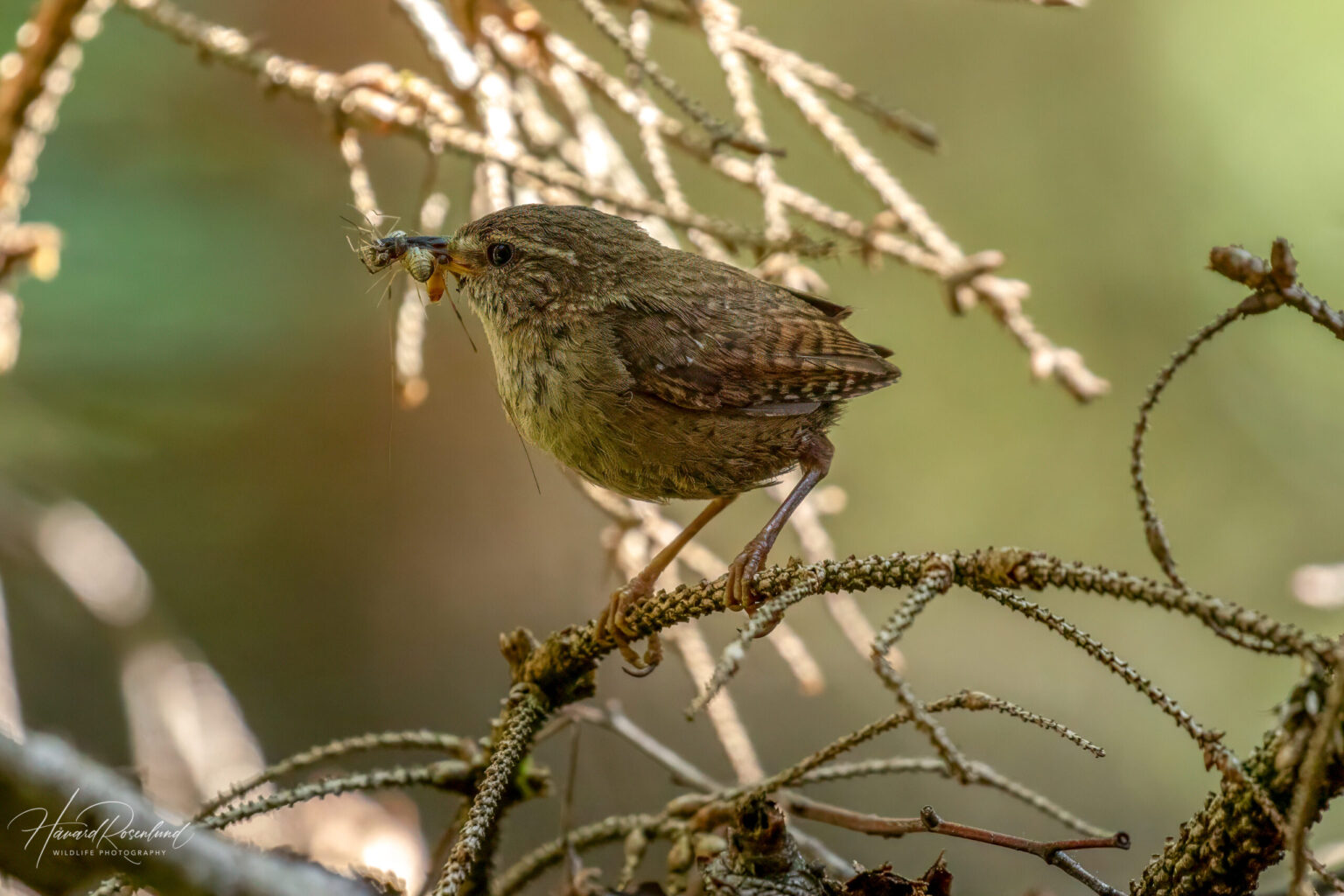 Eurasian Wren (Troglodytes troglodytes) @ Nittedal, Norway. Photo: Håvard Rosenlund