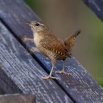 Eurasian Wren (Troglodytes troglodytes) @ Nittedal, Norway. Photo: Håvard Rosenlund