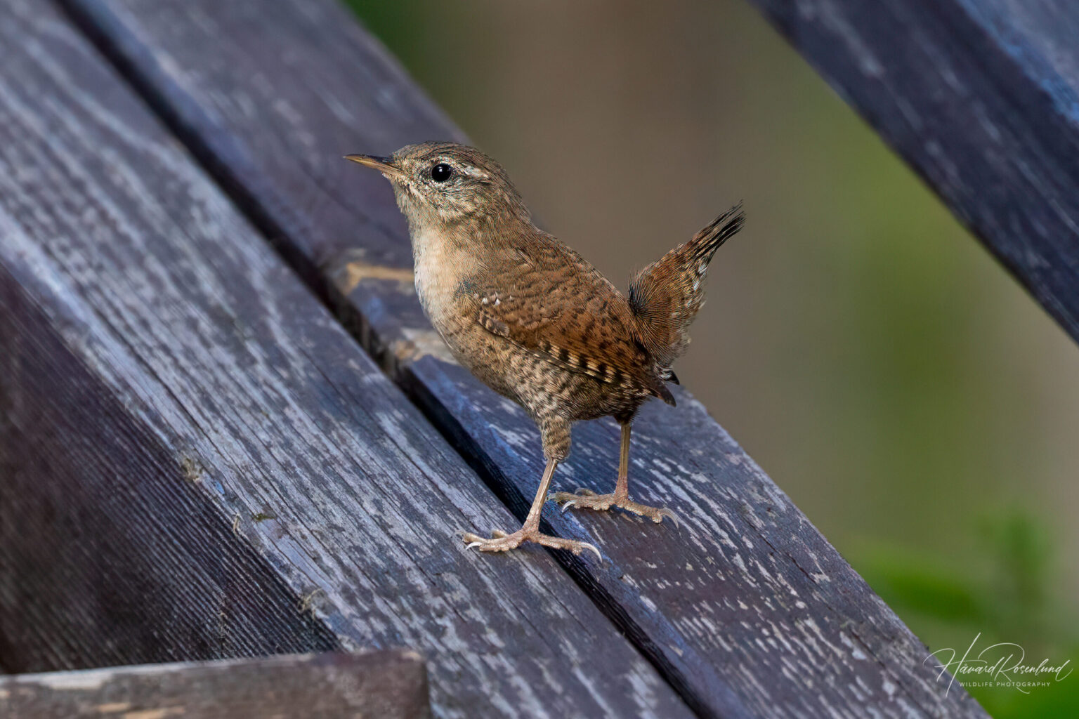 Eurasian Wren (Troglodytes troglodytes) @ Nittedal, Norway. Photo: Håvard Rosenlund