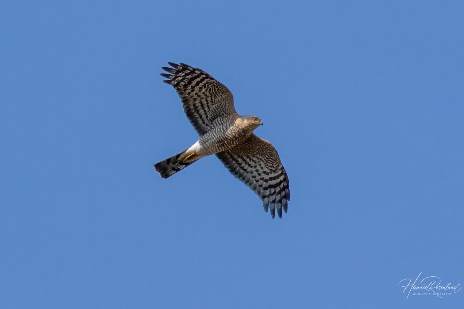 Eurasian Sparrowhawk (Accipiter nisus) @ Fornebu, Norway. Photo: Håvard Rosenlund