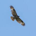 Common Buzzard (Buteo buteo) @ Nordre Øyeren Nature Reserve, Norway. Photo: Håvard Rosenlund