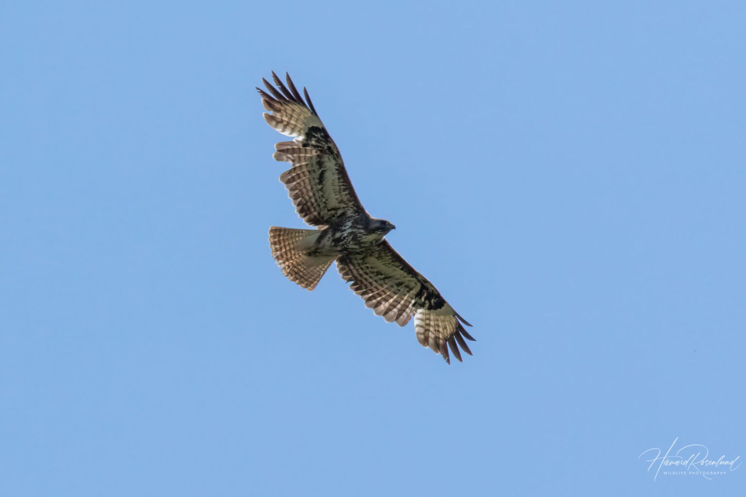 Common Buzzard (Buteo buteo) @ Nordre Øyeren Nature Reserve, Norway. Photo: Håvard Rosenlund