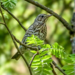 Song Thrush (Turdus philomelos) @ Nordre Øyeren Nature Reserve, Norway. Photo: Håvard Rosenlund