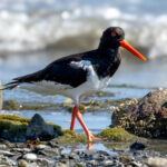Eurasian Oystercatcher (Haematopus ostralegus) @ Gressholmen, Oslo, Norway. Photo: Håvard Rosenlund