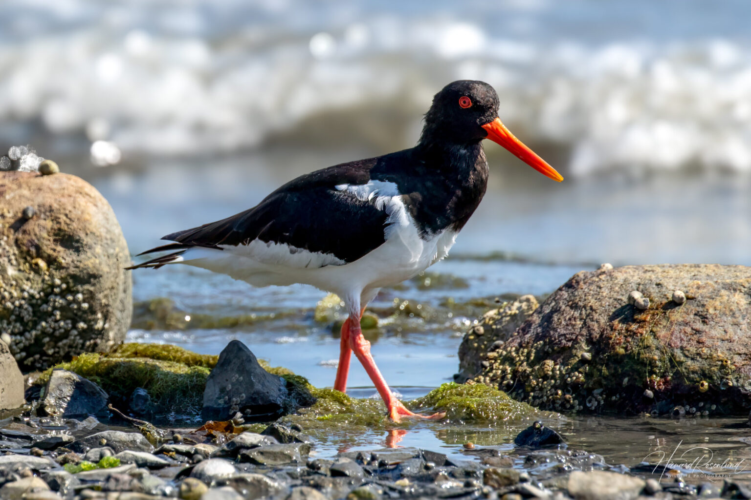 Eurasian Oystercatcher (Haematopus ostralegus) @ Gressholmen, Oslo, Norway. Photo: Håvard Rosenlund