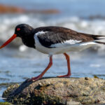 Eurasian Oystercatcher (Haematopus ostralegus) @ Gressholmen, Oslo, Norway. Photo: Håvard Rosenlund