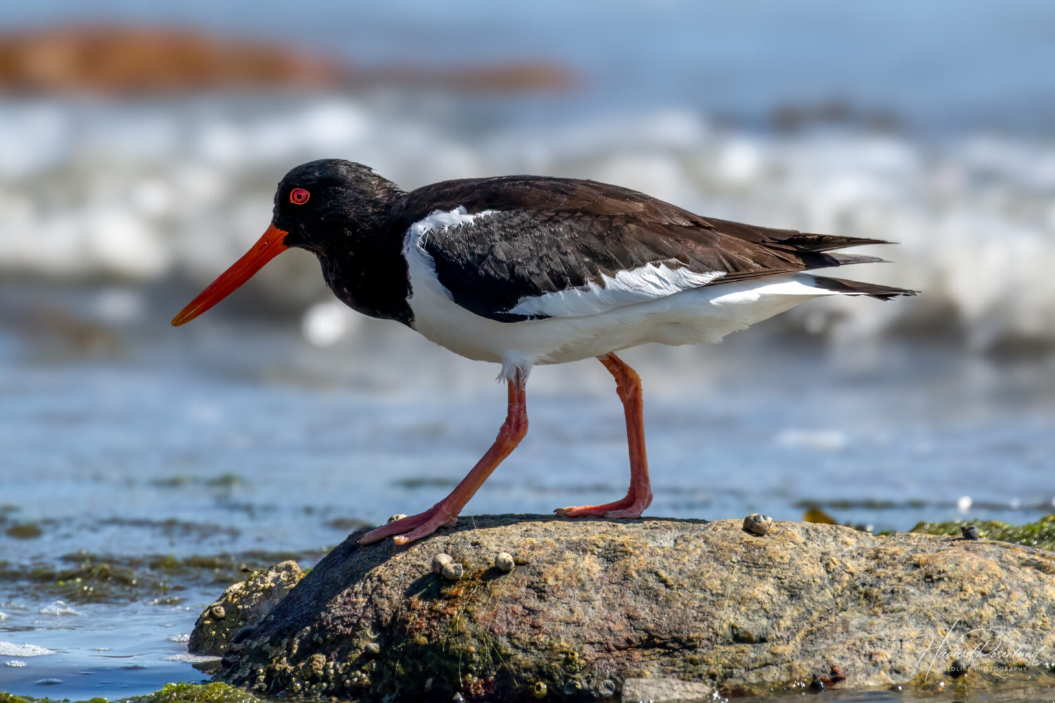 Eurasian Oystercatcher (Haematopus ostralegus) @ Gressholmen, Oslo, Norway. Photo: Håvard Rosenlund