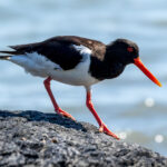 Eurasian Oystercatcher (Haematopus ostralegus) @ Gressholmen, Oslo, Norway. Photo: Håvard Rosenlund