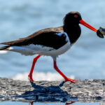 Eurasian Oystercatcher (Haematopus ostralegus) @ Gressholmen, Oslo, Norway. Photo: Håvard Rosenlund