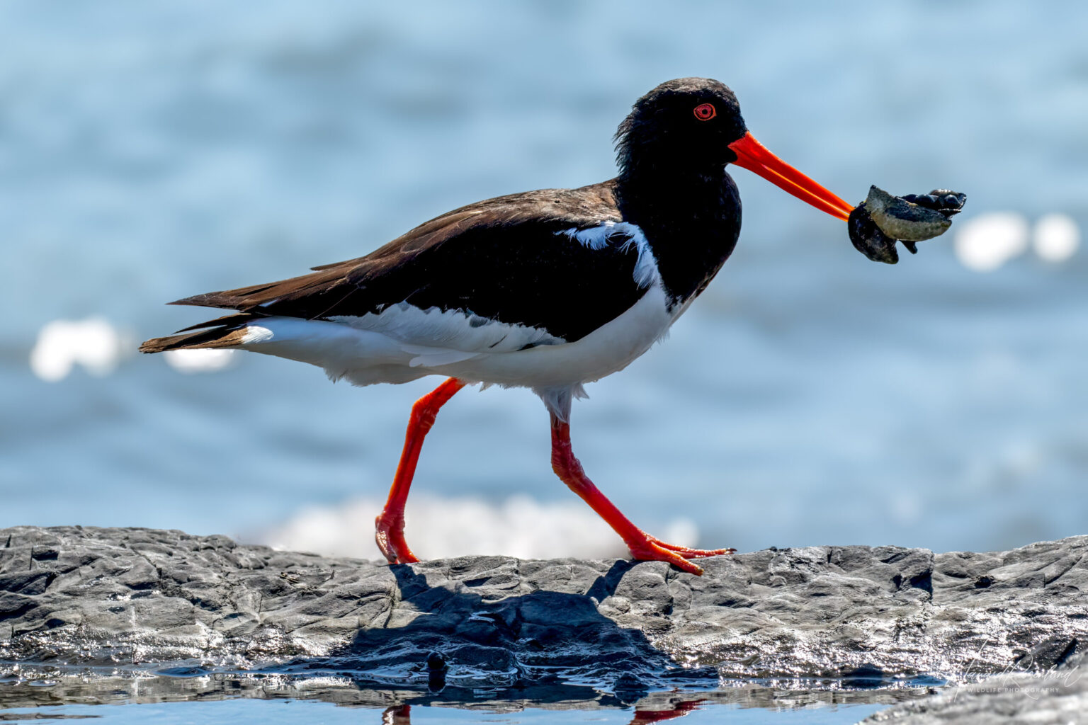 Eurasian Oystercatcher (Haematopus ostralegus) @ Gressholmen, Oslo, Norway. Photo: Håvard Rosenlund