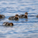 Red-breasted Merganser (Mergus serrator) - Chicks @ Fornebu, Norway. Photo: Håvard Rosenlund