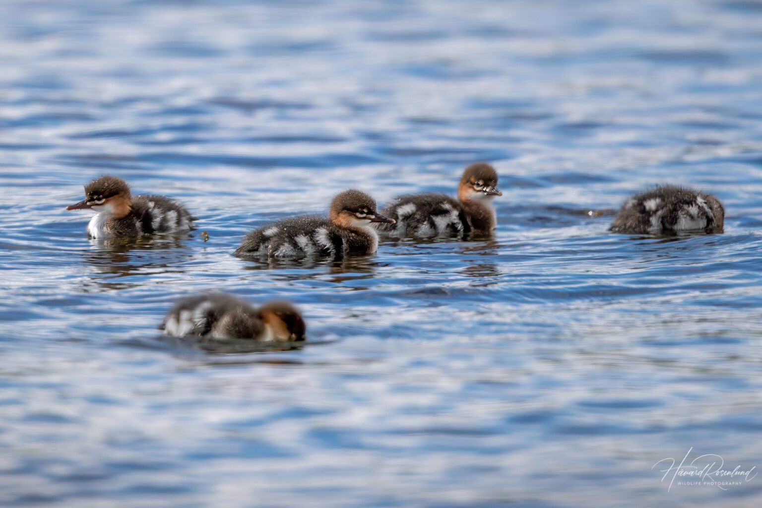 Red-breasted Merganser (Mergus serrator) - Chicks @ Fornebu, Norway. Photo: Håvard Rosenlund