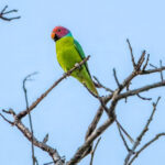 Plum-headed Parakeet (Psittacula cyanocephala) - Male @ Kanha National Park, India. Photo: Håvard Rosenlund