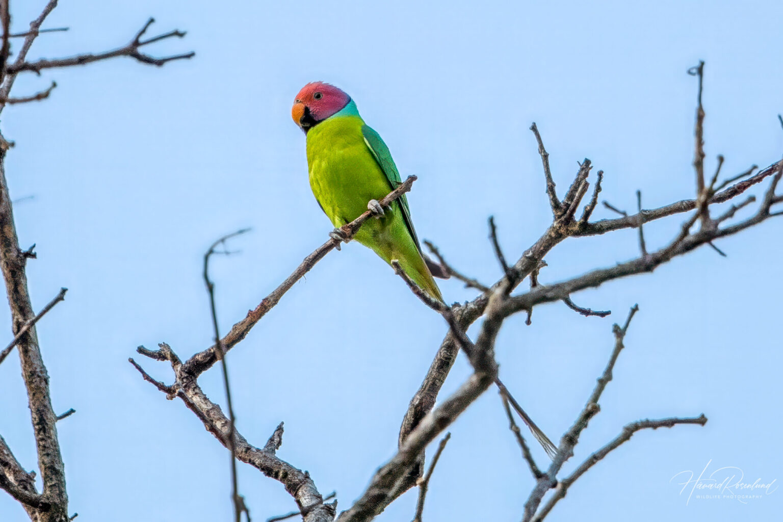 Plommehodeparakitt (Psittacula cyanocephala) - Hannfugl @ Kanha National Park, India. Foto: Håvard Rosenlund