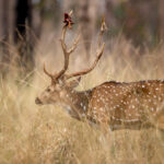 Chital (Axis axis) @ Pench National Park, India. Photo: Håvard Rosenlund