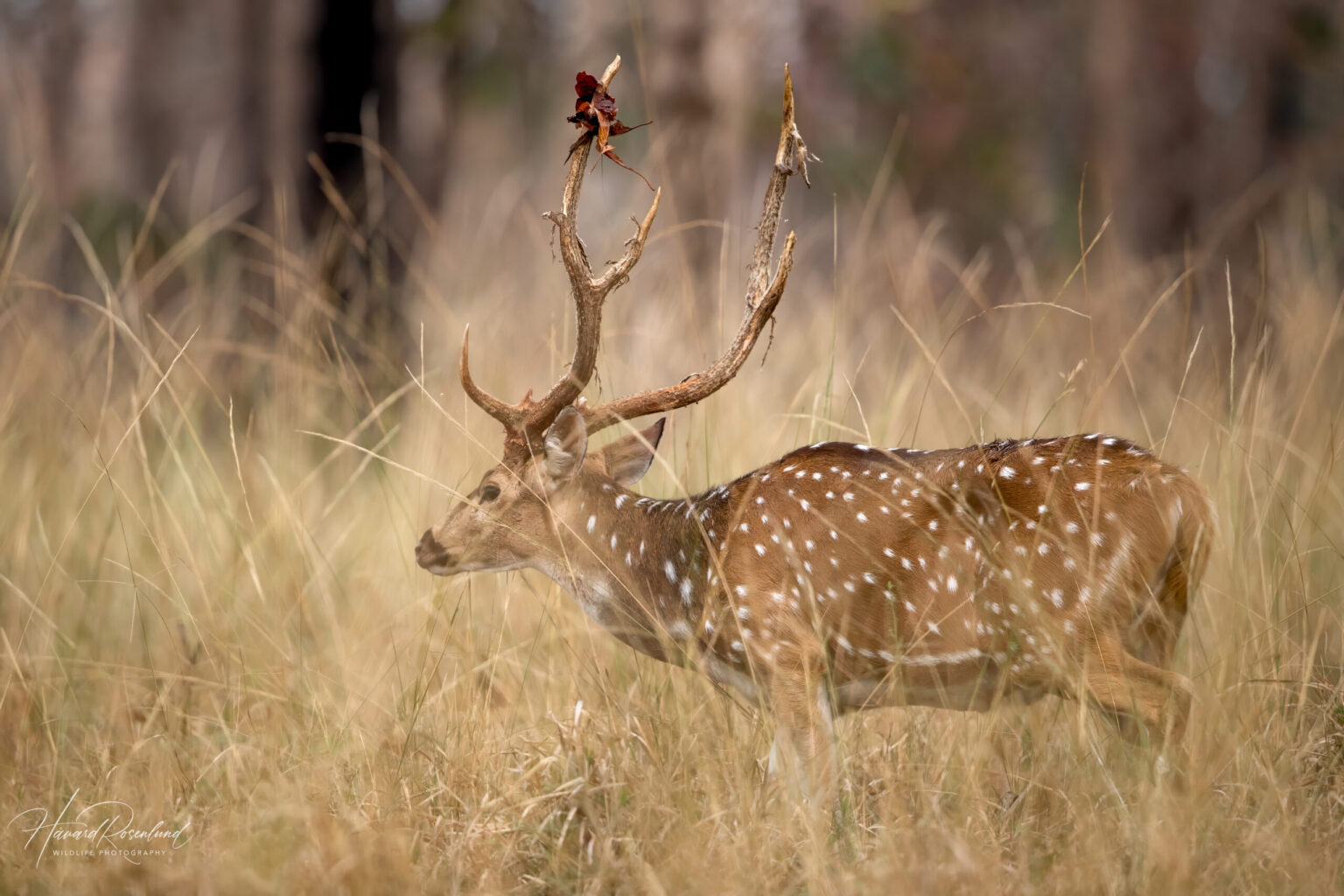 Chital (Axis axis) @ Pench National Park, India. Photo: Håvard Rosenlund
