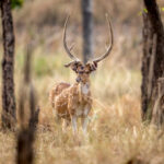 Chital (Axis axis) @ Pench National Park, India. Photo: Håvard Rosenlund