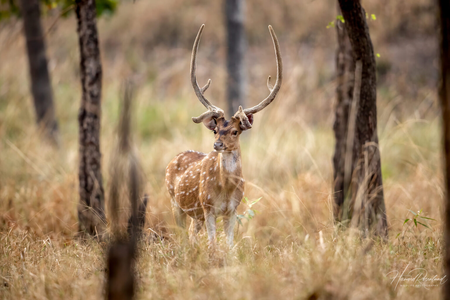 Aksishjort (Axis axis) @ Pench National Park, India. Foto: Håvard Rosenlund