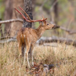 Chital (Axis axis) @ Pench National Park, India. Photo: Håvard Rosenlund