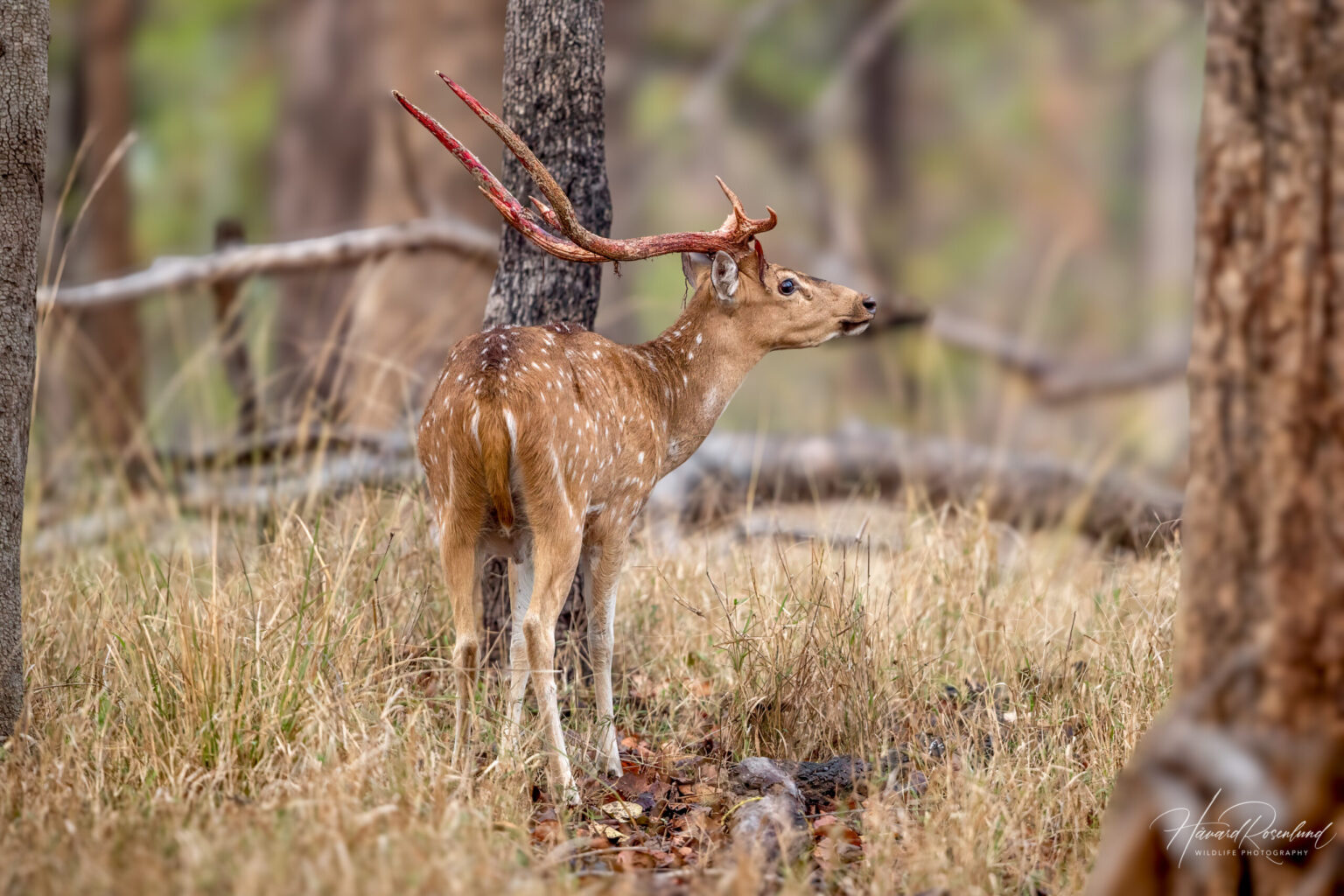 Chital (Axis axis) @ Pench National Park, India. Photo: Håvard Rosenlund