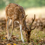 Chital (Axis axis) @ Kanha National Park, India. Photo: Håvard Rosenlund