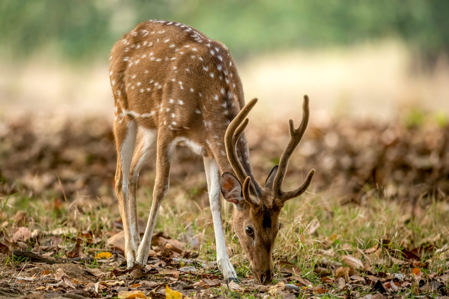 Chital (Axis axis) @ Kanha National Park, India. Photo: Håvard Rosenlund