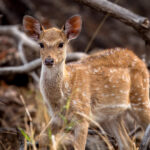 Chital (Axis axis) @ Pench National Park, India. Photo: Håvard Rosenlund