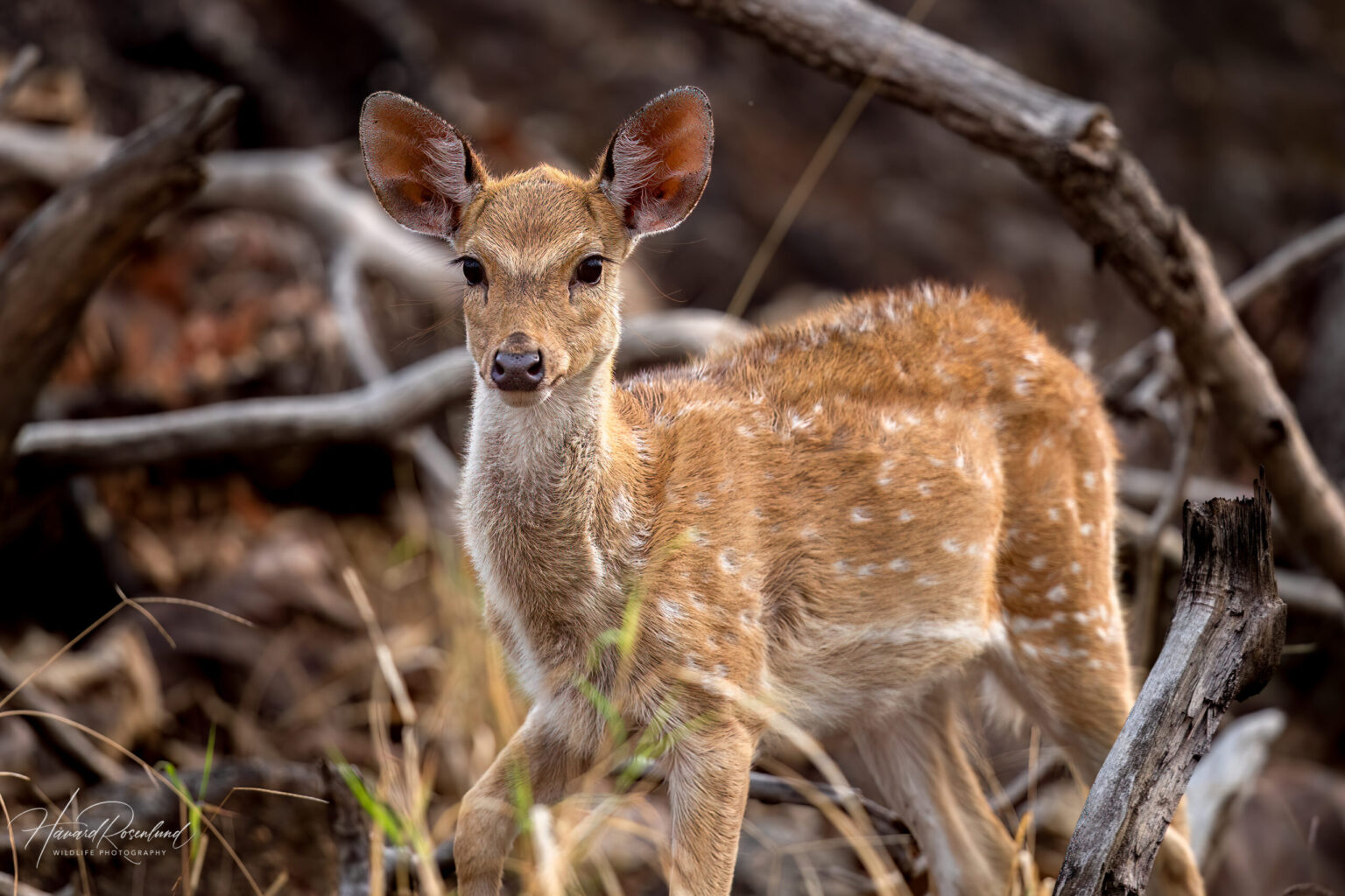Chital (Axis axis) @ Pench National Park, India. Photo: Håvard Rosenlund