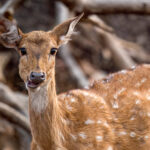 Chital (Axis axis) @ Pench National Park, India. Photo: Håvard Rosenlund