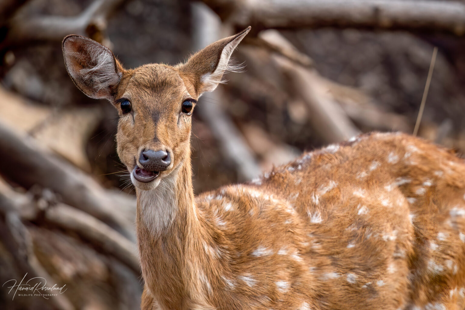 Chital (Axis axis) @ Pench National Park, India. Photo: Håvard Rosenlund