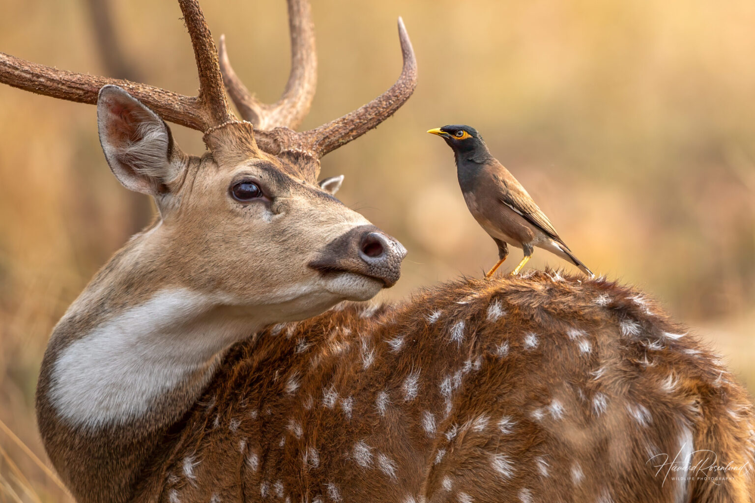 Chital (Axis axis) @ Pench National Park, India. Photo: Håvard Rosenlund