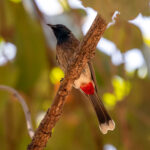 Red-vented Bulbul (Pycnonotus cafer) @ Bandhavgarh National Park, India. Photo: Håvard Rosenlund
