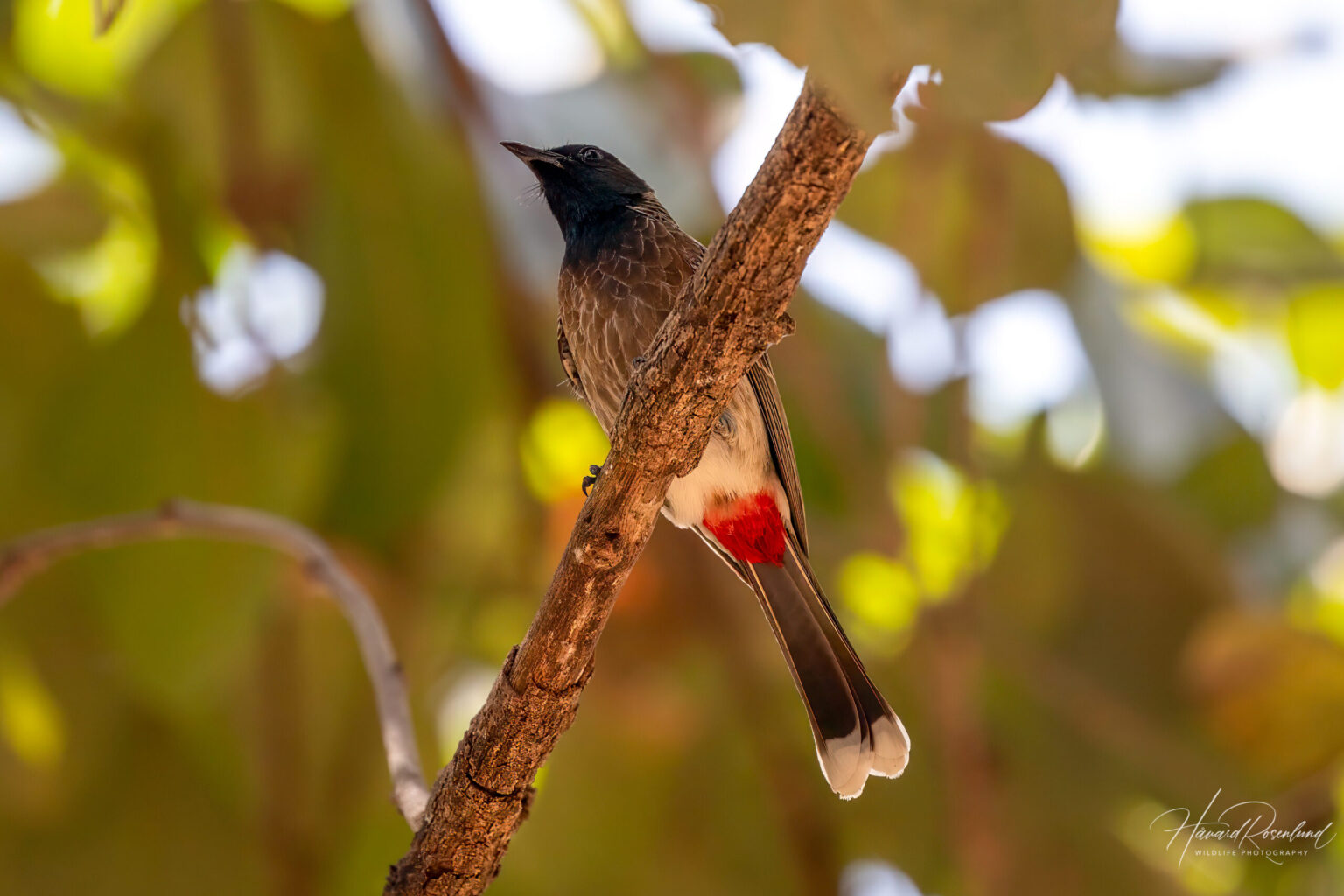 Red-vented Bulbul (Pycnonotus cafer) @ Bandhavgarh National Park, India. Photo: Håvard Rosenlund