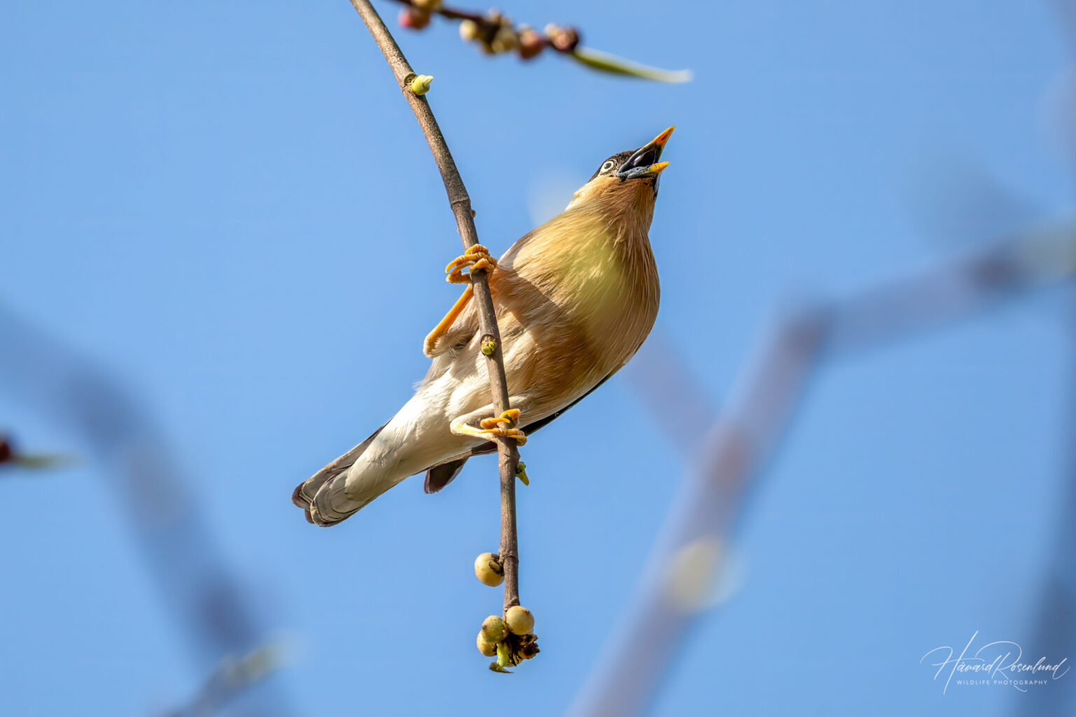 Brahminy Starling (Sturnia pagodarum) @ Bandhavgarh National Park, India. Photo: Håvard Rosenlund